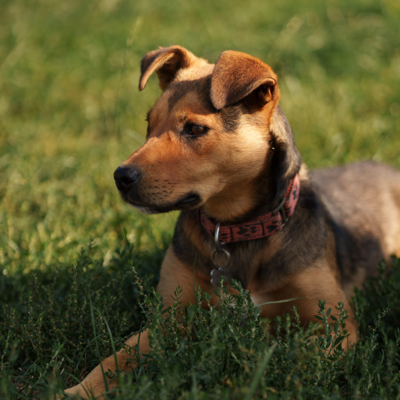 «Трансюжстрой» провёл благотворительную акцию в приюте для бездомных животных
