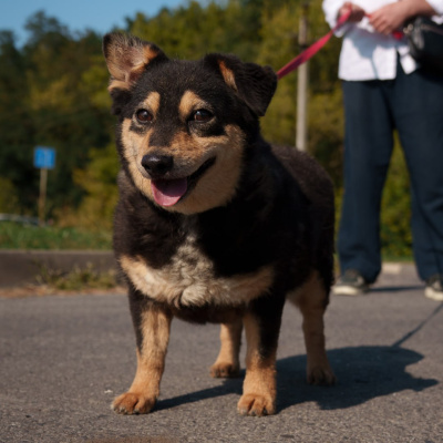 «Трансюжстрой» провёл благотворительную акцию в приюте для бездомных животных